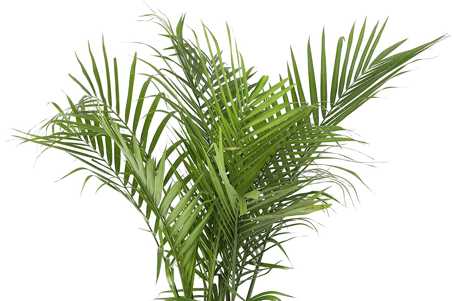 Details about   Costa Farms Majesty Palm Tree Styles 3  Assorted Sizes Live Indoor Plant 